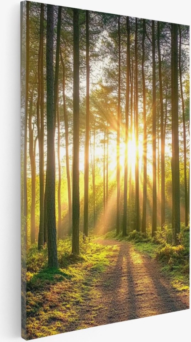 Saammp Canvas Schilderij - Zon tussen de hoge bomen - Natuur - Landschap - 20x30 - Foto op canvas - Wanddecoratie - Muurdecoratie Woonkamer - Slaapkamer decoratie - Canvas Print Multicolor