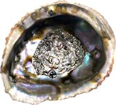 Abalone schelp