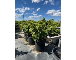 Sunny Tree - Vitis Vinifera Moscatel de Alejandría - Vigne - Arbre à raisin rustique - 50 cm
