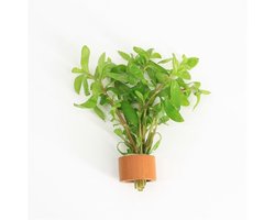 Moerings Hygrophila Polysperma | Belgisch groen | In Terracotta Ring
