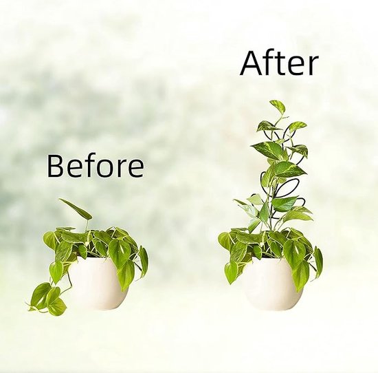 Voor en na afbeelding van een klimplant; een ondersteund door een zwarte plantensteun, de ander zonder.