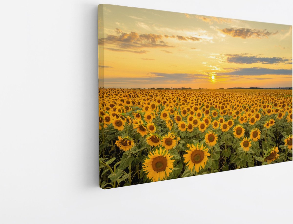 Saammp Canvas Schilderij - Zonnebloemenveld - Landschap - Natuur - 70x50 - Foto op canvas - Wanddecoratie - Muurdecoratie Woonkamer - Slaapkamer decoratie - Canvas Print Multicolor