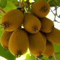 Een tros bruine, harige kiwi's hangend aan een tak, met groene bladeren op de achtergrond.