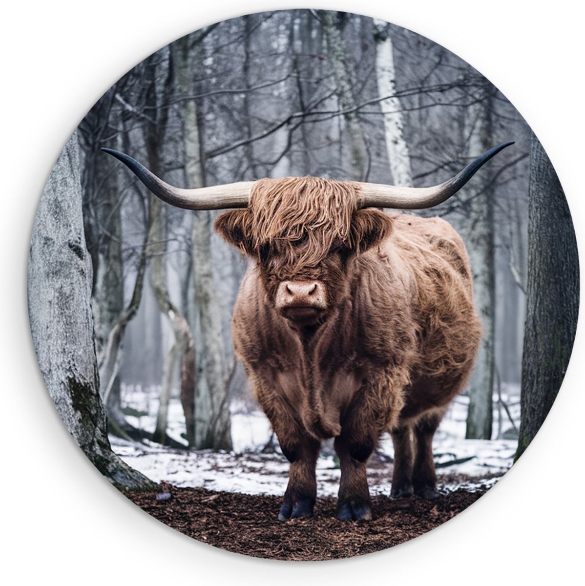 Saammp Forex Muurcirkel - Schotse Hooglander Koe - Kunst - Zwart-Wit - Landschap - Dieren - Natuur - Ø 90 - Wandcirkel - Wanddecoratie Cirkel - muurdecoratie Woonkamer - Slaapkamer decoratie - Rond Schilderij