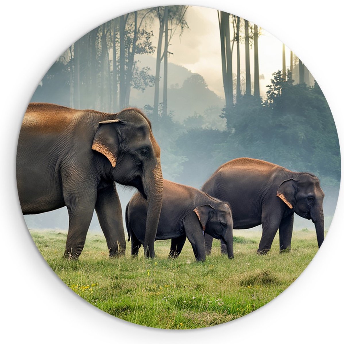 Saammp Forex Muurcirkel - Olifanten Familie in thailand - Dieren - Ø 40 - Wandcirkel - Wanddecoratie Cirkel - muurdecoratie Woonkamer - Slaapkamer decoratie - Rond Schilderij