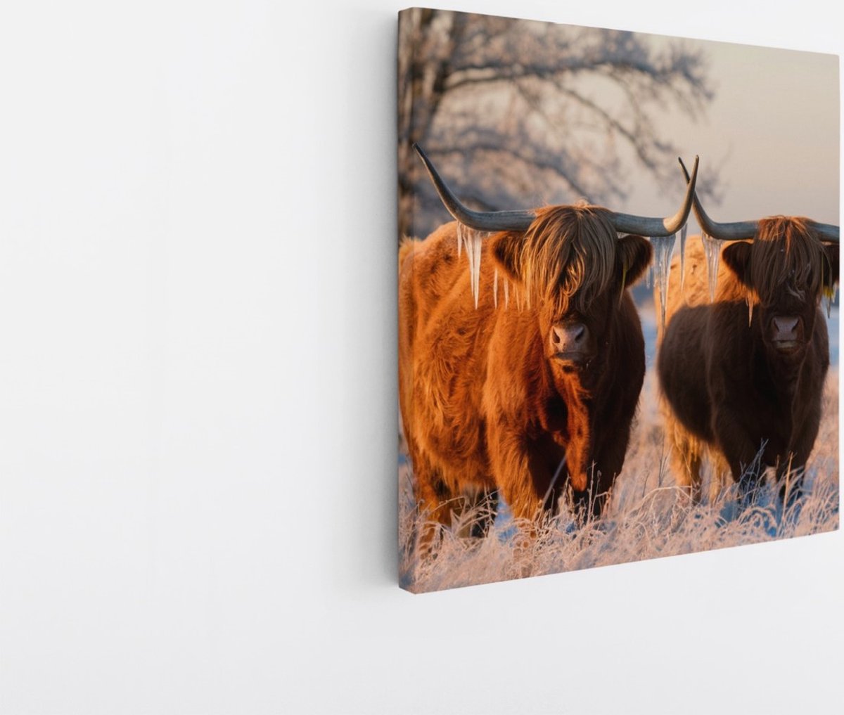 Saammp Canvas Schilderij - Schotse Hooglander Koe - Abstract - Dieren - Natuur - 40x40 - Foto op canvas - Wanddecoratie - muurdecoratie Woonkamer - Slaapkamer decoratie - Canvas Print Multicolor