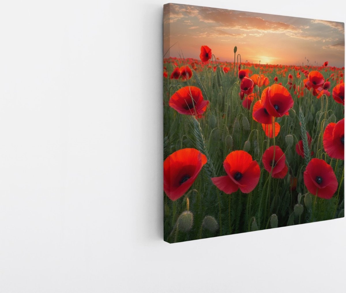 Saammp Canvas Schilderij - Klaprozenveld- Natuur - 40x40 - Foto op canvas - Wanddecoratie - Muurdecoratie Woonkamer - Slaapkamer decoratie - Canvas Print Multicolor