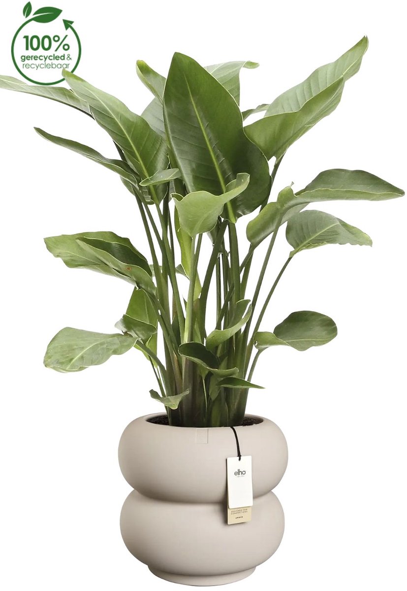 Elho Amber Roll Low 43 - Flower Pot for Indoor & Outdoor