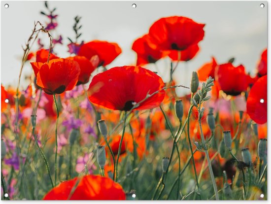 Tableau jardin - Fleurs - Coquelicot - Rouge - Jardin - 120x90 cm - Toile clôture - Affiche jardin - Décoration de jardin