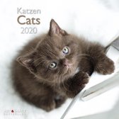 Katten - Cats Kalender 2020 incl. jaarposter