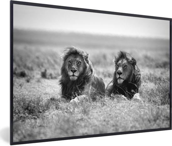 Posters zwart wit - Kader - Leeuw - Dieren - Savanne - Safari - Foto in lijst - 30x20 cm - Poster - Poster frame