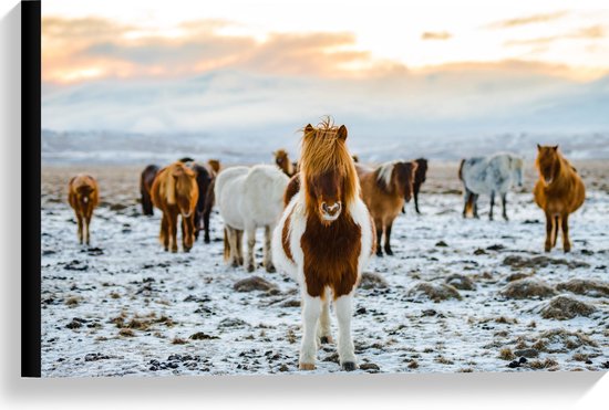 Canvas - Verschillende Kleuren IJslander Paarden in Besneeuwd Landschap - 60x40 cm Foto op Canvas Schilderij (Wanddecoratie op Canvas)