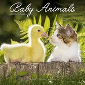 Baby Animals Kalender 2020