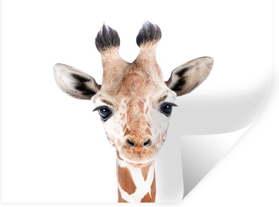 Stickers muraux - Film autocollant - Girafe - Animaux - Nature - Portrait - 120x90 cm - Film adhésif - Stickers muraux Chambre d'enfant - Papier peint autocollant - Papier peint autocollant - Film autocollant