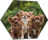 Dibond Hexagon - Trio Chihuahua's op Grote Steen voor Groen Bos - 70x60.9 cm Foto op Hexagon (Met Ophangsysteem)