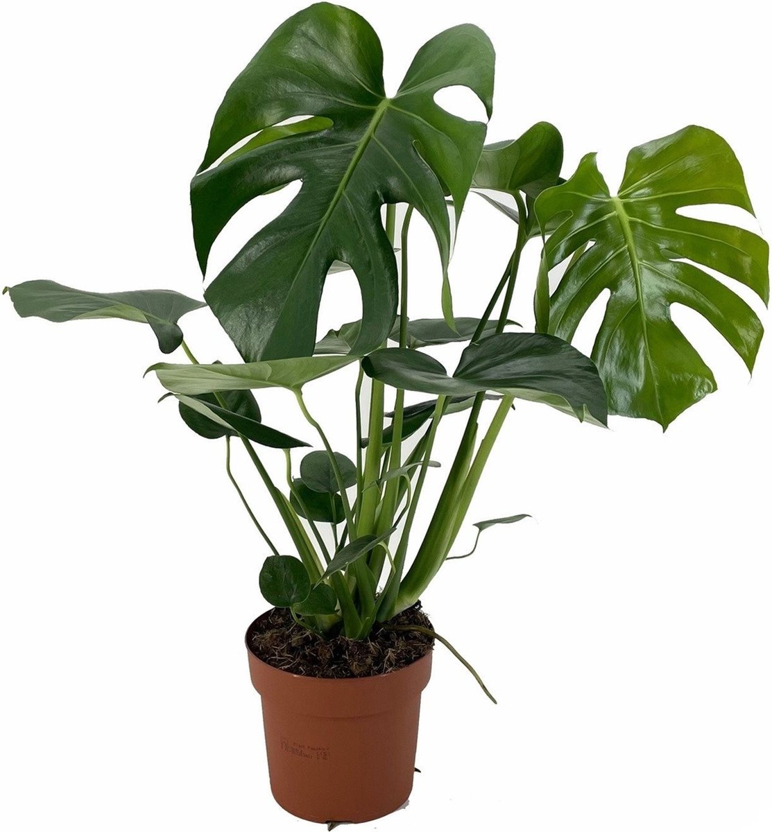 heroïne Vechter aantrekken Plant in a Box - Monstera Deliciosa - Gatenplant - Kamerplant - Pot 17cm -  Hoogte 50-60cm | bol.com