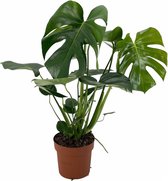 Plant in a Box - Monstera Deliciosa - Gatenplant - Kamerplant - Pot 17cm - Hoogte 50-60cm
