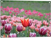 Tuinposter – Veld Vol Bloeiende Tulpen in Verschillende Kleuren Roze - 80x60 cm Foto op Tuinposter (wanddecoratie voor buiten en binnen)