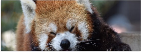 Poster Glanzend – Liggende Rode Panda met Grote Klauwen op Boomstronk - 150x50 cm Foto op Posterpapier met Glanzende Afwerking