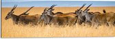 Dibond - Kudde Antilopes door het Landschap in Afrika - 90x30 cm Foto op Aluminium (Met Ophangsysteem)