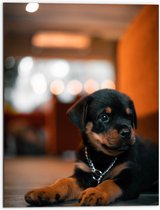 Dibond - Liggende Rottweiler Puppy met IJzeren Halsband - 60x80 cm Foto op Aluminium (Met Ophangsysteem)