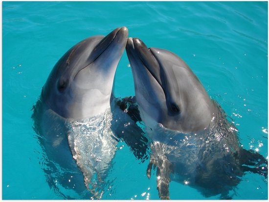 Poster Glanzend – Duo Dolfijnen in de Helderblauwe Zee - 80x60 cm Foto op Posterpapier met Glanzende Afwerking