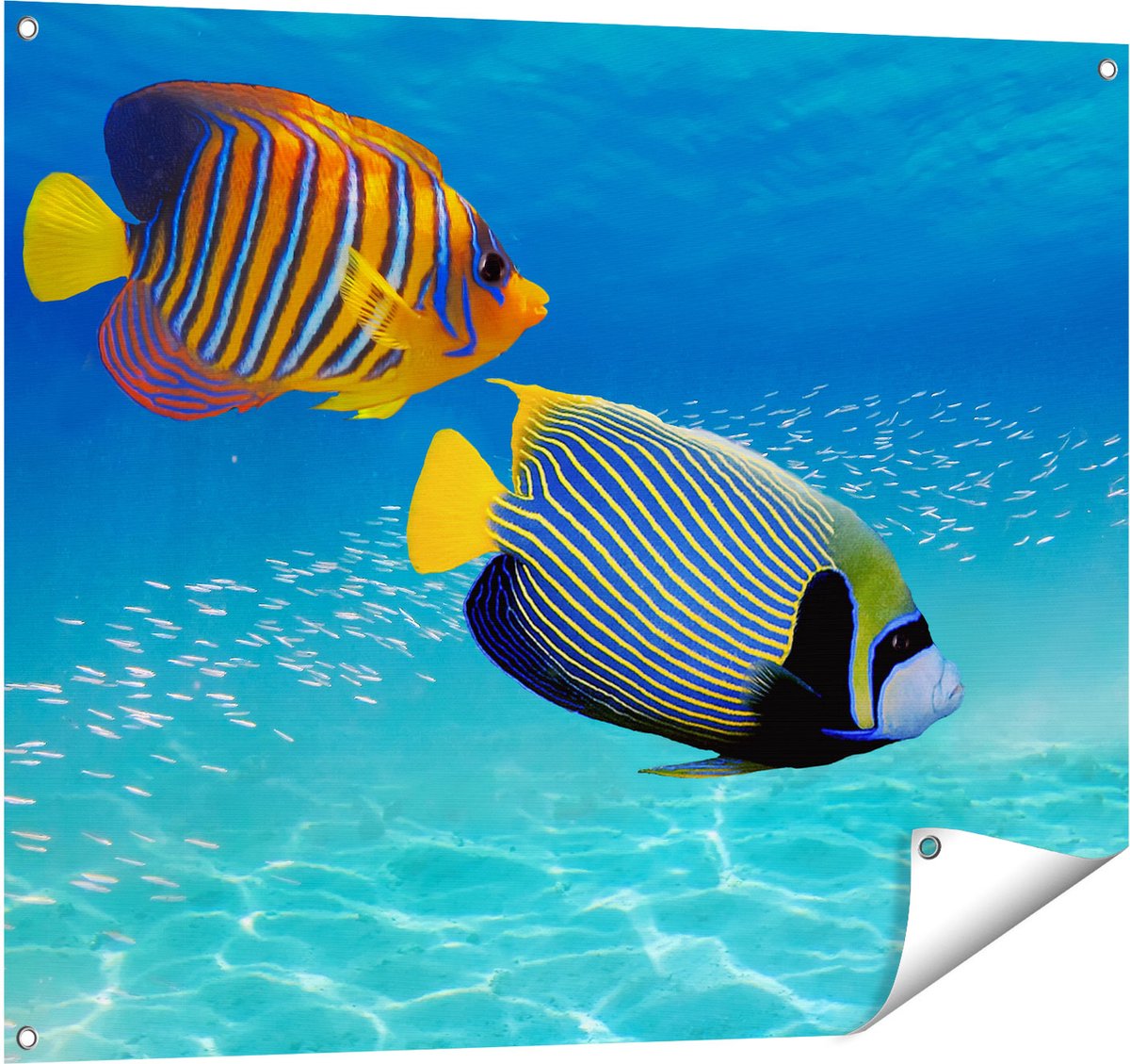 Gards Tuinposter Twee Tropische Vissen in de Rode Zee - 100x80 cm - Tuindoek - Tuindecoratie - Wanddecoratie buiten - Tuinschilderij Multikleur