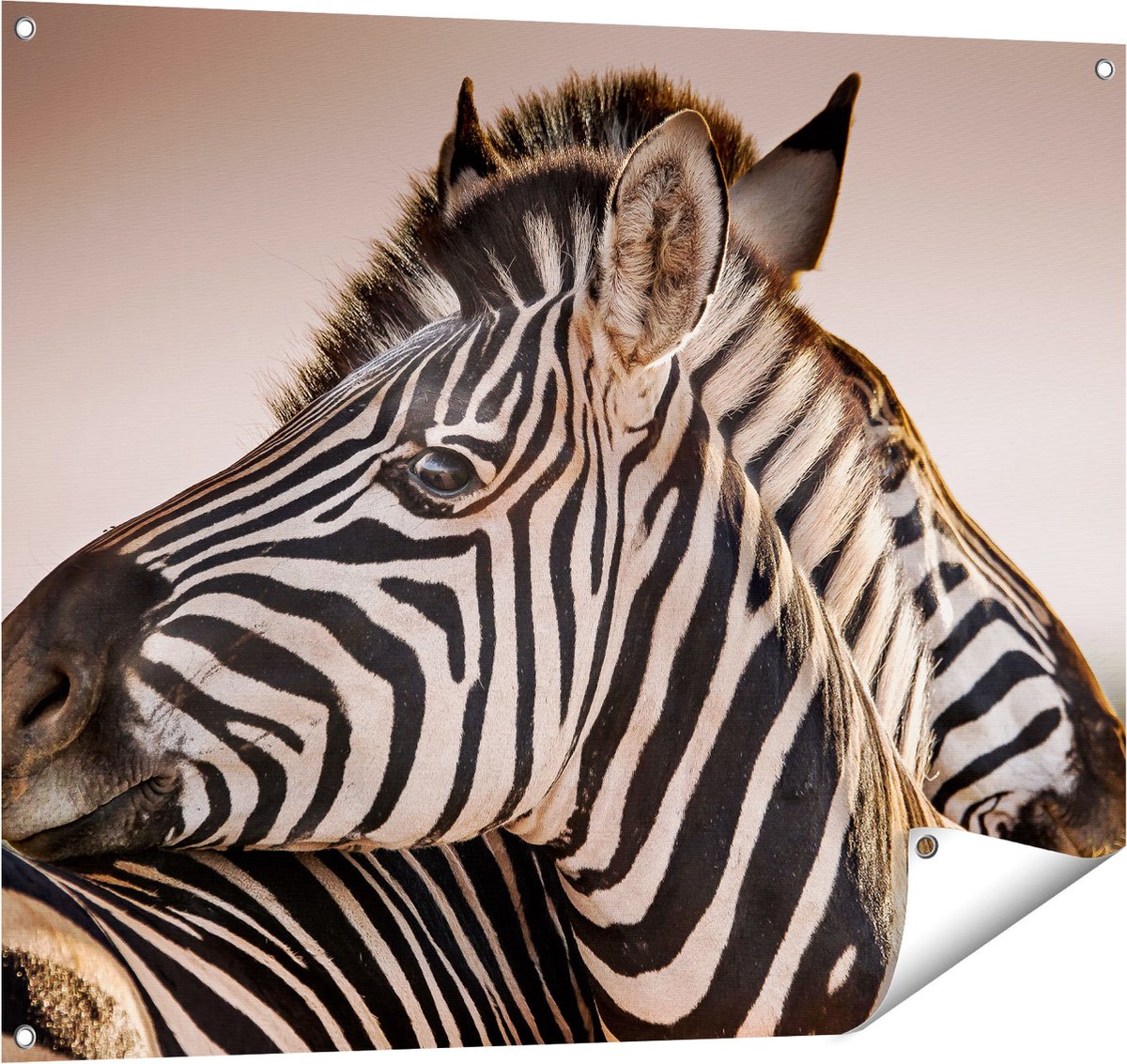 Gards Tuinposter Twee Knuffelende Zebra's - 100x80 cm - Tuindoek - Tuindecoratie - Wanddecoratie buiten - Tuinschilderij Multikleur