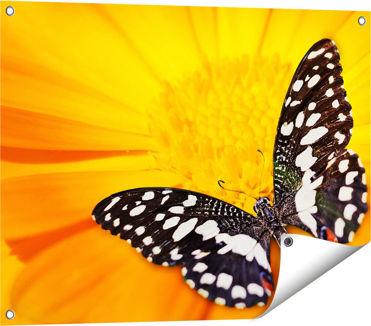 Gards Tuinposter Vlinder op een Oranje Bloem - 80x60 cm - Tuindoek - Tuindecoratie - Wanddecoratie buiten - Tuinschilderij Multikleur