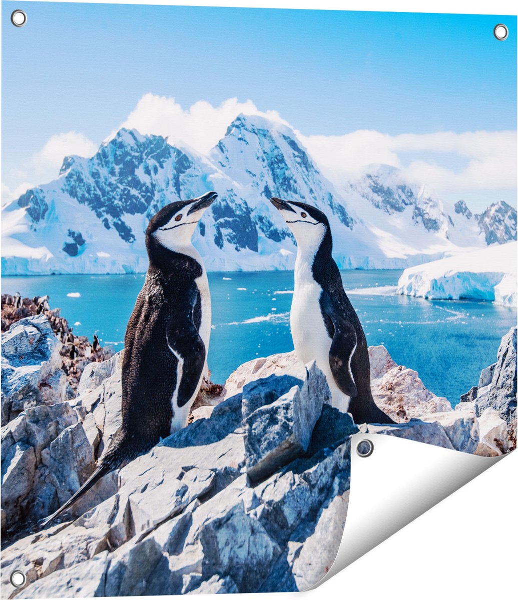 Gards Tuinposter Twee Pingu�ns op Stenen in Antarctica - 60x60 cm - Tuindoek - Tuindecoratie - Wanddecoratie buiten - Tuinschilderij Multikleur