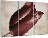 GroepArt - Schilderij -  Tulp - Bruin, Grijs, Wit - 120x80cm 3Luik - 6000+ Schilderijen 0p Canvas Art Collectie