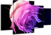 GroepArt - Schilderij -  Roos - Paars, Roze, Zwart - 160x90cm 4Luik - Schilderij Op Canvas - Foto Op Canvas