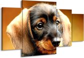 GroepArt - Schilderij -  Hond - Bruin, Geel, Zwart - 160x90cm 4Luik - Schilderij Op Canvas - Foto Op Canvas