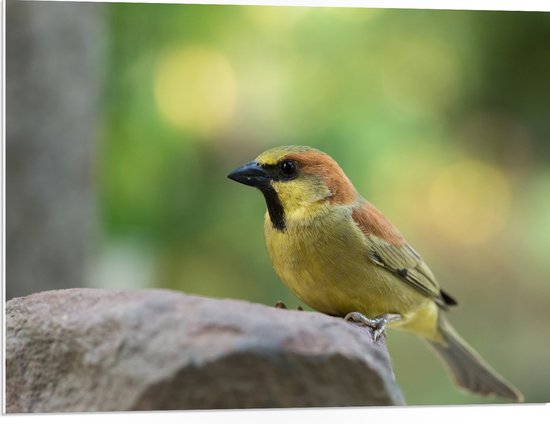 PVC Schuimplaat - Geelbuikmus Vogel Zittend op Grote Kei - 80x60 cm Foto op PVC Schuimplaat (Met Ophangsysteem)