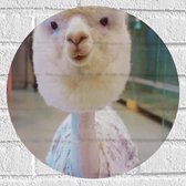 Muursticker Cirkel - Half Geschoren Alpaca - 40x40 cm Foto op Muursticker