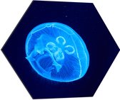 Dibond Hexagon - Lichtblauwe Kwal in Donkerblauwe Zee - 60x52.2 cm Foto op Hexagon (Met Ophangsysteem)