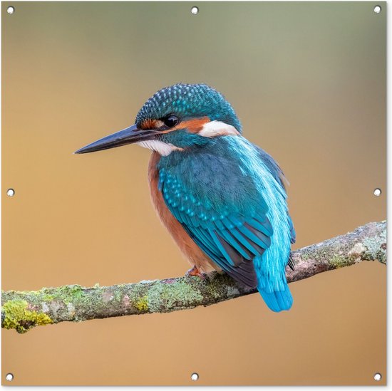 Gards Tuinposter Blauw Oranje IJsvogel op een Tak - 180x120 cm - Tuindoek Gards Tuinposter Blauw Oranje IJsvogel op een Tak - 180x120 cm - Tuindoek