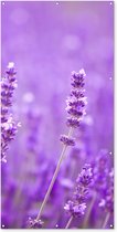 Schuttingposter Lavendel - Close-up - Bloemen - Paars - 100x200 cm - Tuindoek