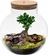 Ecosysteem plant met lamp - Ecoworld Bonsai Biodome - Plant in glazen bol - 1 Bonsai en 2 Gekleurde Terrarium Planten - Bolvormig glas - Hoogte 25 cm