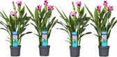 Plant in a Box - Curcuma 'Al Siam Supreme' - Set van 4 - Kurkuma - Bloeiende kamerplanten - Pot 13cm - Hoogte 50-60cm