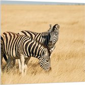 Acrylglas - Zebra Duo door Droog Gras Landschap - 100x100 cm Foto op Acrylglas (Met Ophangsysteem)