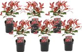 Plant in a Box - Photinia fraseri Red Robin - Set van 6 - Helderrode bladeren - Wintergroene heester - Pot 17cm - Hoogte 30-40cm