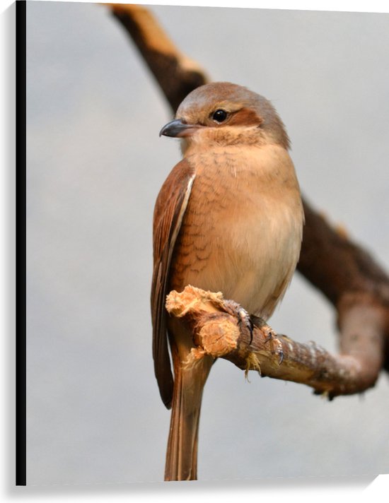 Canvas - Daurische Klauwier Vogel in het Bruin op Tak - 75x100 cm Foto op Canvas Schilderij (Wanddecoratie op Canvas)