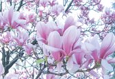 Fotobehang Flowers Magnolia  | XXXL - 416cm x 254cm | 130g/m2 Vlies