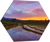 Dibond Hexagon - Zonsondergang bij de Rijstvelden in Indonesië - 80x69.6 cm Foto op Hexagon (Met Ophangsysteem)