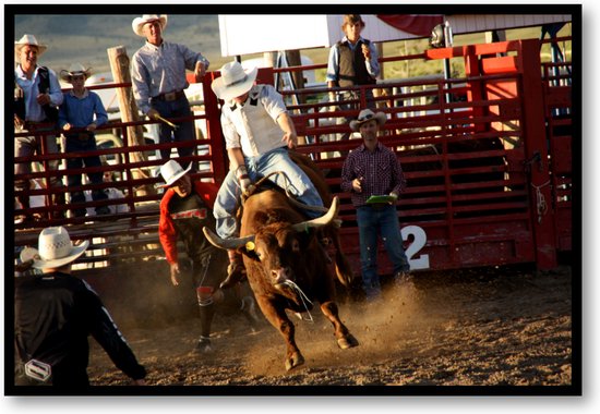 Stier in Rodeo - USA - Fotoposter met Lijst