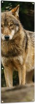 Tuinposter – Booskijkende Wolf met Oranje Ogen in het Bos - 50x150 cm Foto op Tuinposter (wanddecoratie voor buiten en binnen)