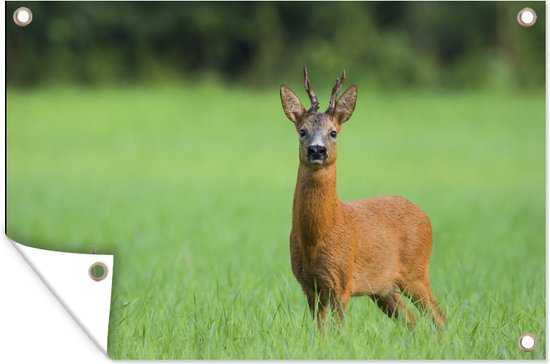 Tuinposters buiten Jonge ree in het gras - 90x60 cm | bol
