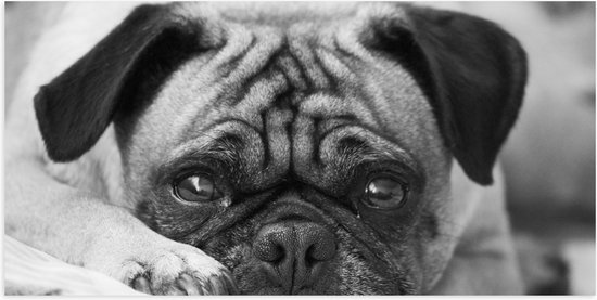 Poster Glanzend – Aankijkende Hond met Zielige Ogen (Zwart- wit) - 100x50 cm Foto op Posterpapier met Glanzende Afwerking