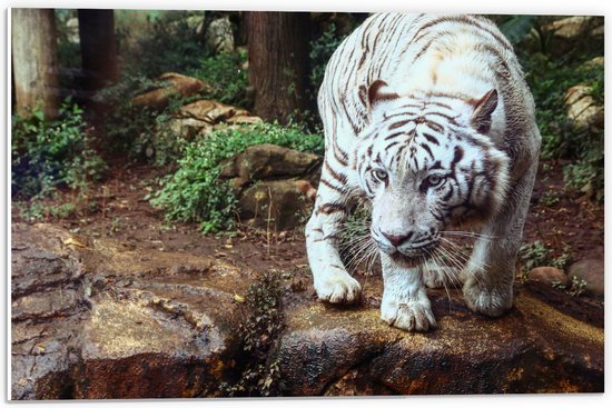 PVC Schuimplaat - Aankijkende Witte Tijger op Rots in het Bos - 60x40 cm Foto op PVC Schuimplaat (Met Ophangsysteem)